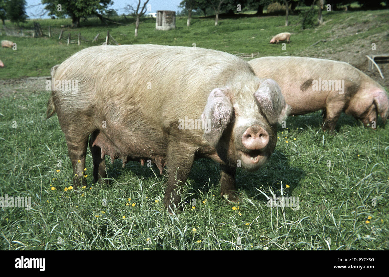 Domestic pig on a meadow Stock Photo