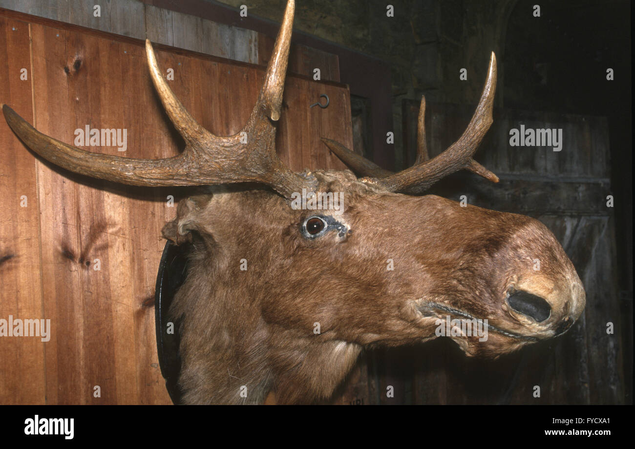 Elk trophy Stock Photo