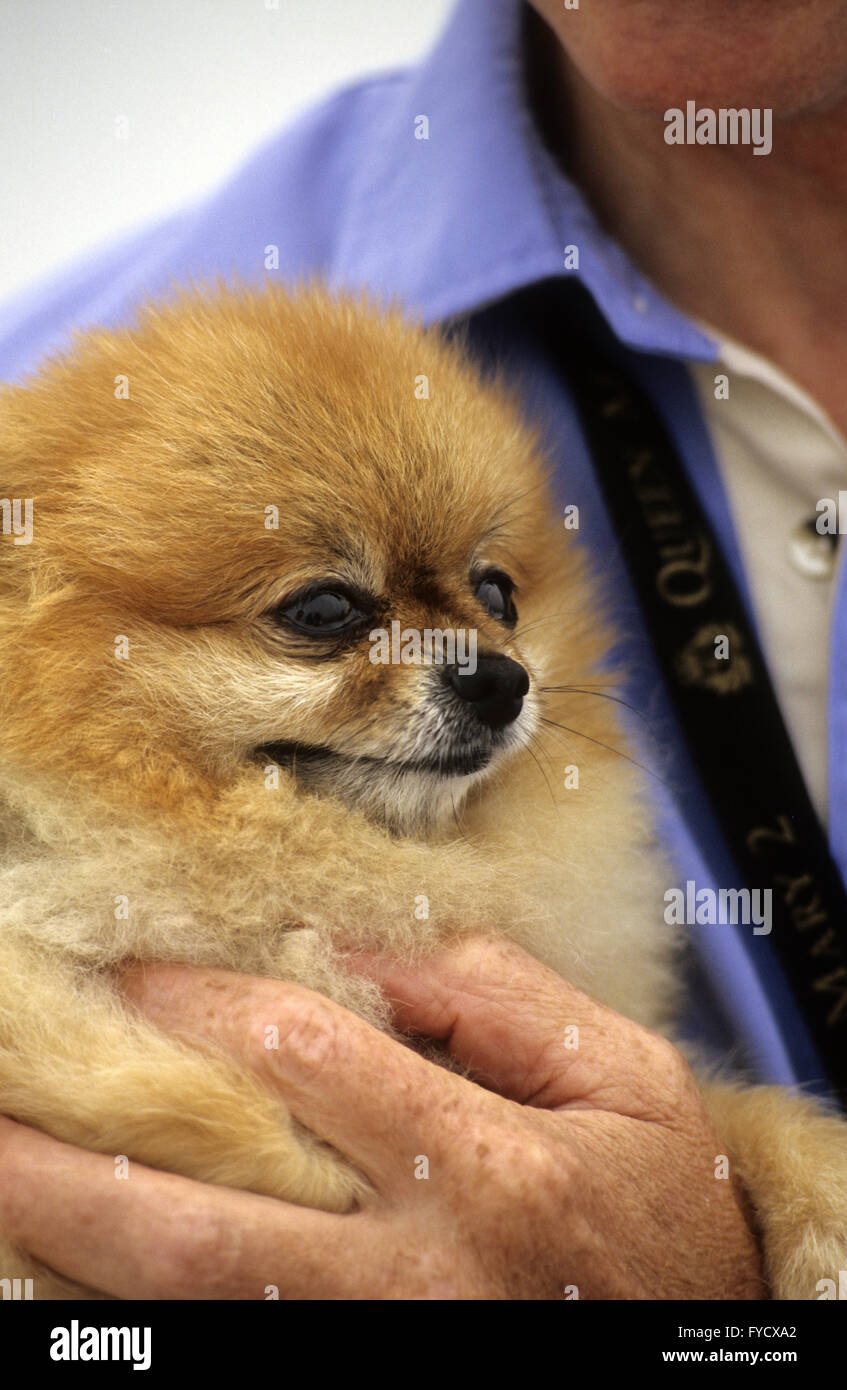 Dog (Pomeranian) Stock Photo