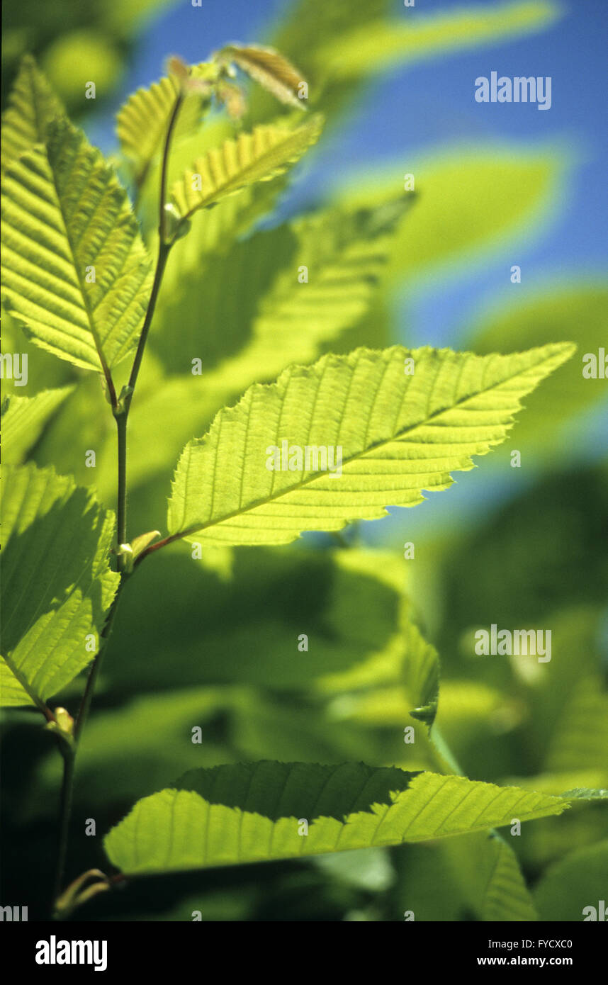 Leafs of a copper beech Stock Photo
