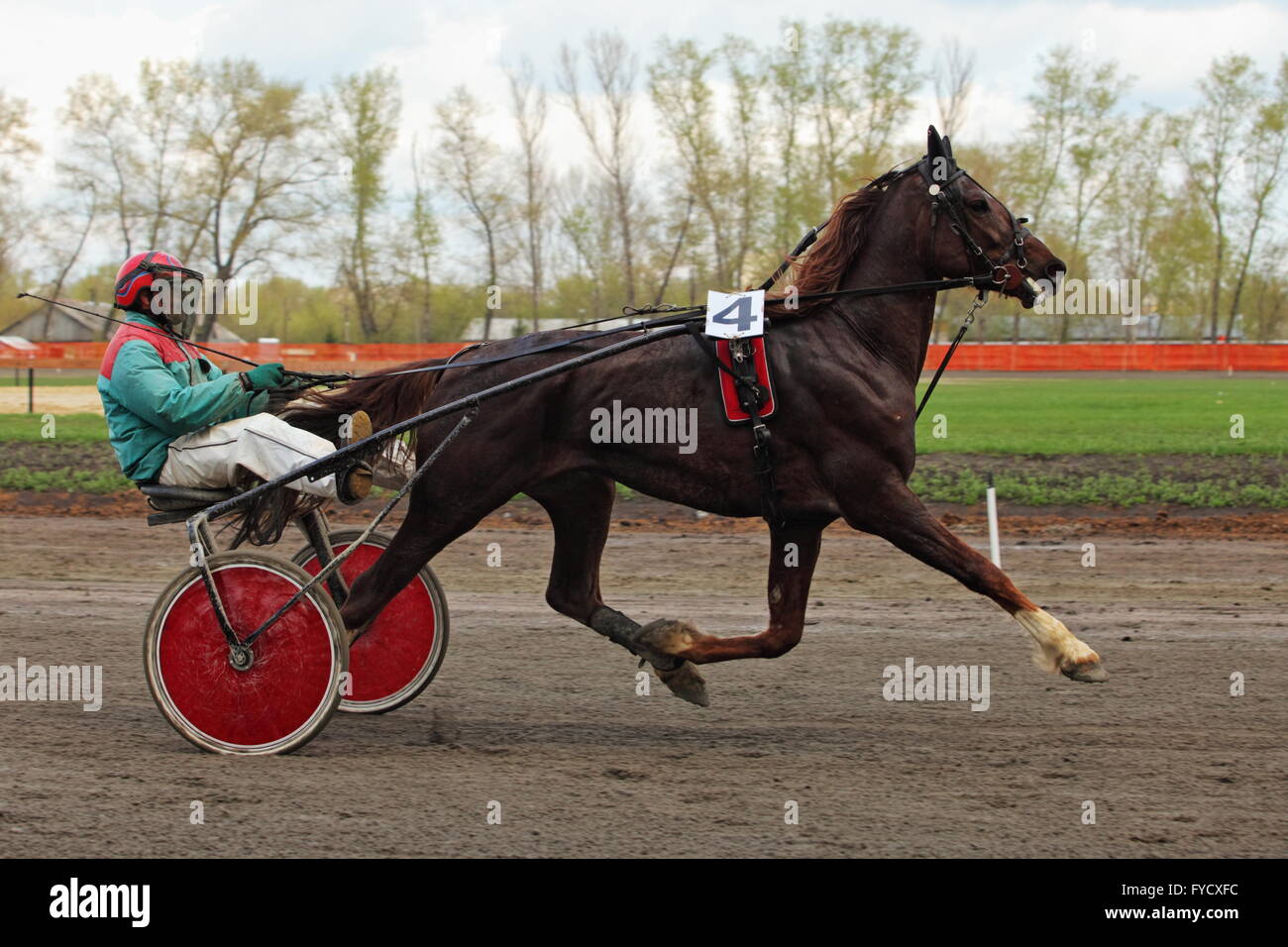 Standardbred is an American horse breed trotter making a lap of honour in the Tambov horse race, Russia Stock Photo