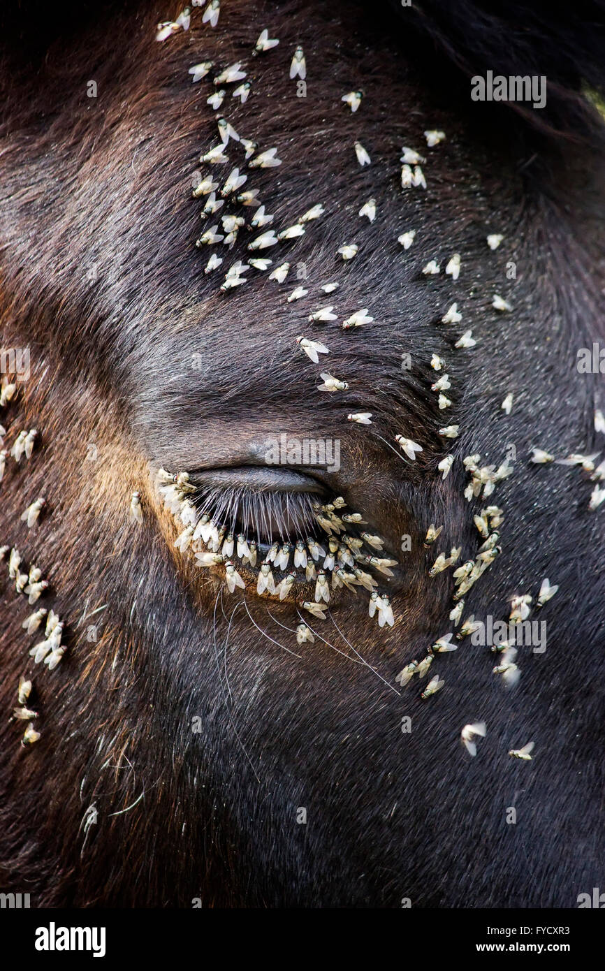 Infestation of flies feeding on the horse's eye moist tender flesh in a warm spring afternoon. Stock Photo