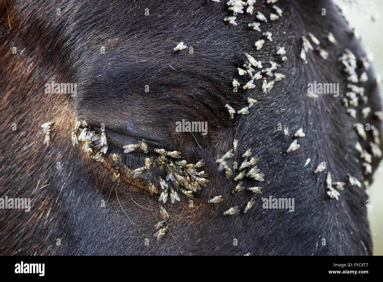 Horse squeezes its eye lids showing its discomfort against the swarm of flies dining around its eye's  tear gland ducts Stock Photo