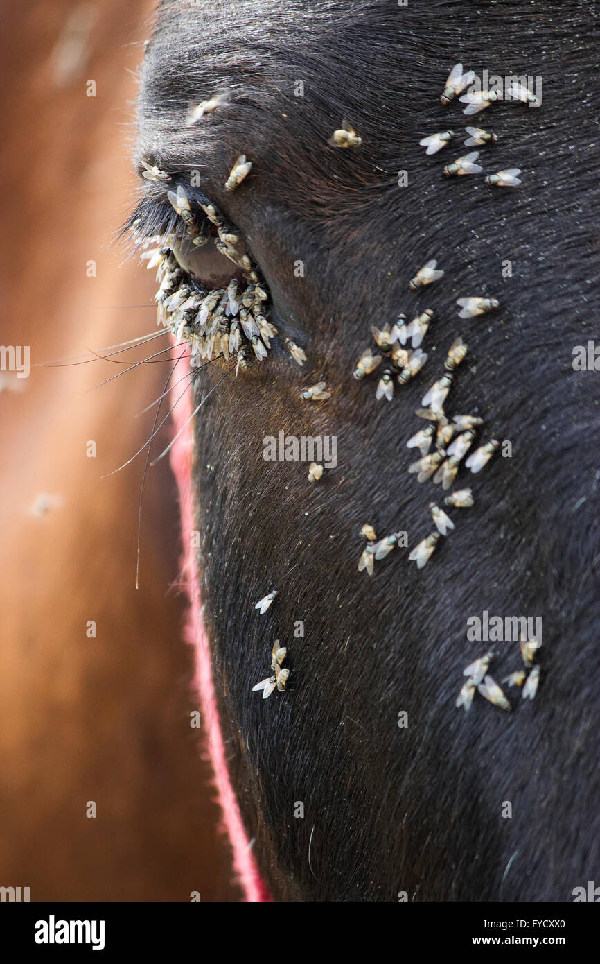 Swarm of flies feeding on the moisture secretions produced by the tear ducts of a horse's eyes
