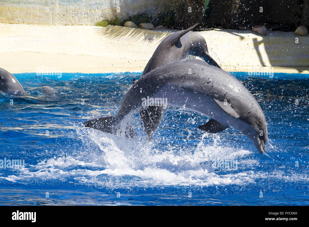 dolphin jump out of the water in sea Stock Photo Alamy