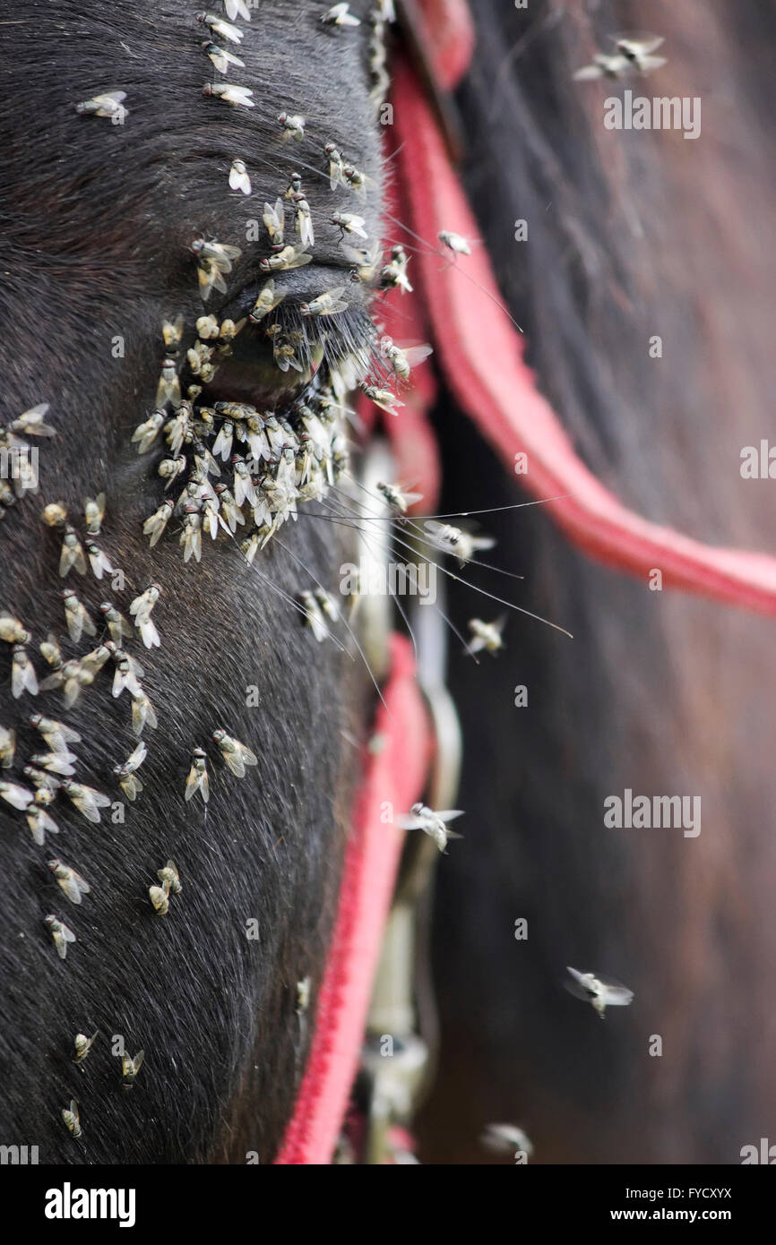 Closeup of a swarm of flies feeding on the moisture secretions produced by the tear glands on a