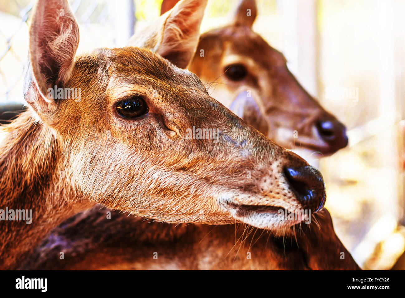 Deer inside a zoo Stock Photo