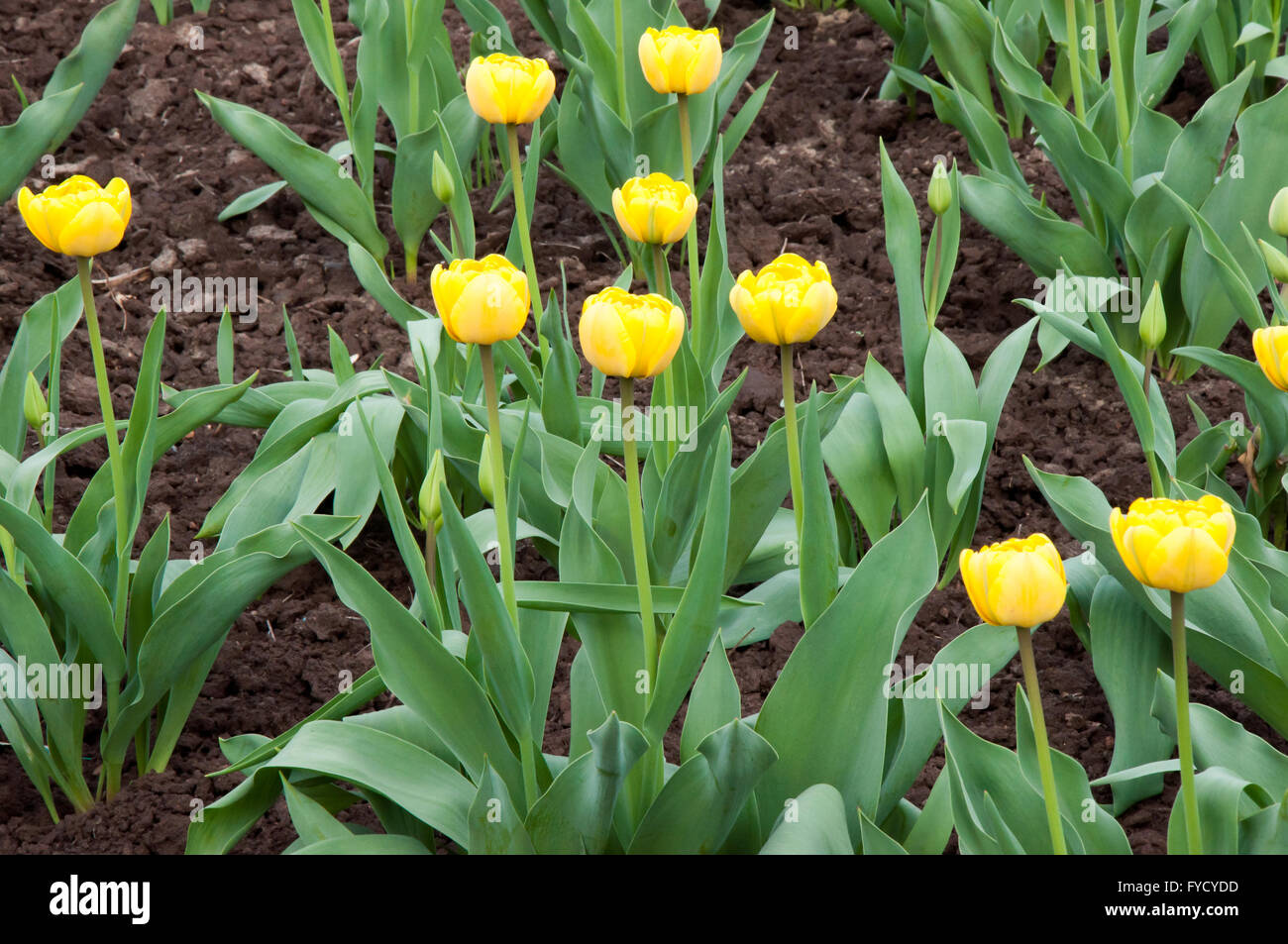 Tulips yellow color Blossom Spring sunny morning Stock Photo - Alamy