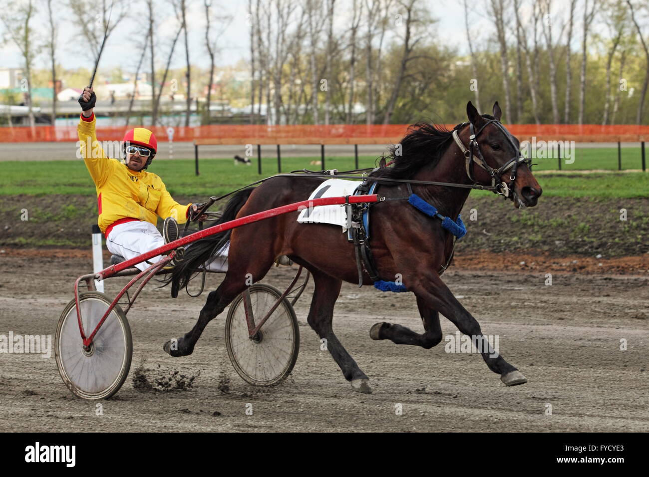 Standardbred is an American horse breed trotter making a lap in the horse race Stock Photo