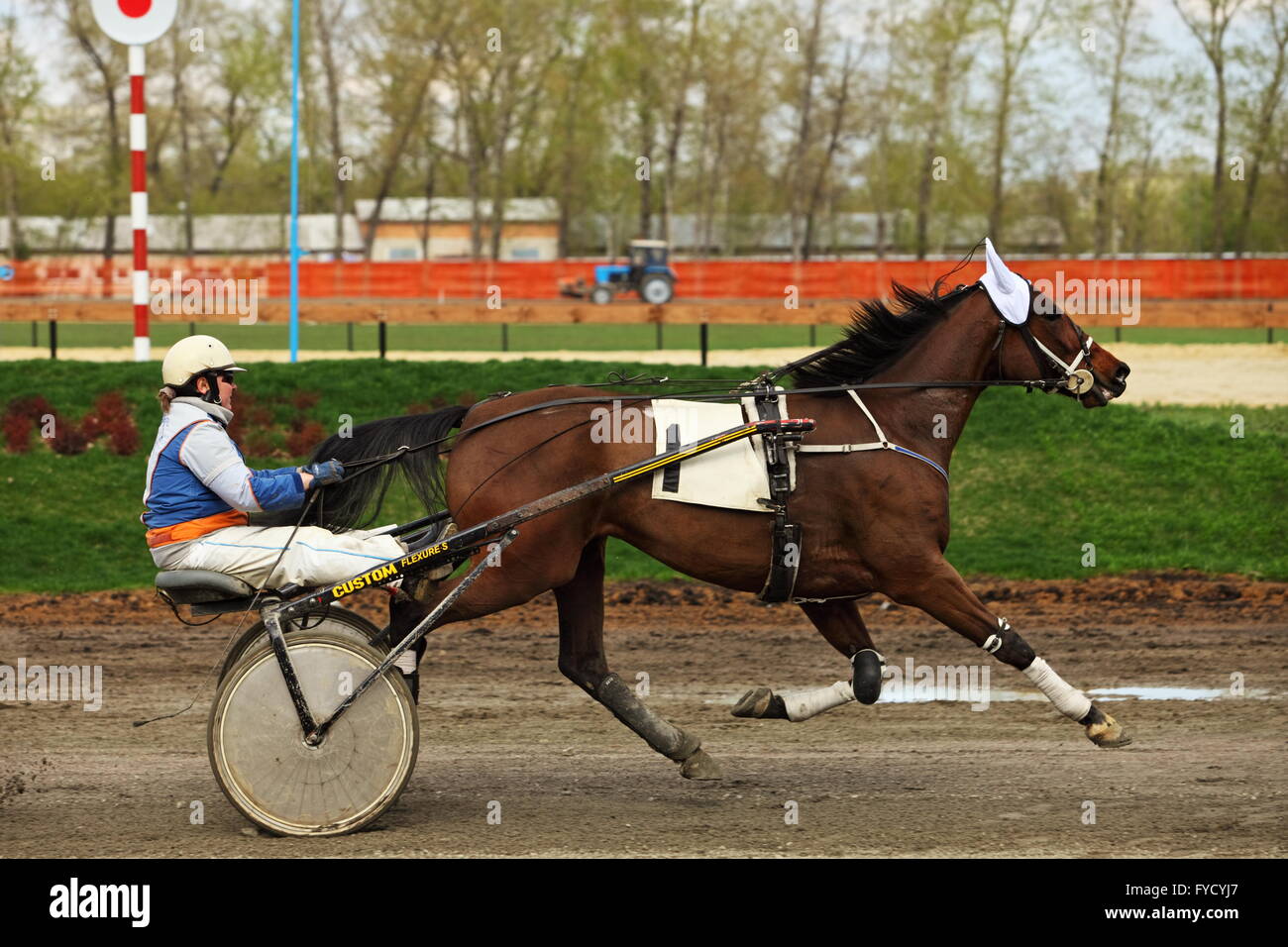 Standardbred is an American horse breed trotter making a lap in the horse race Stock Photo