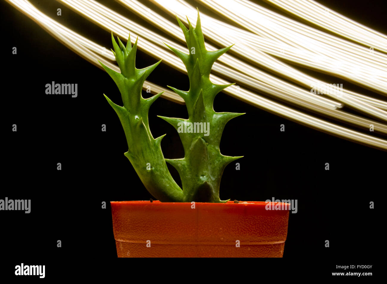 Huernia, a plant like cactus, with black background and light stream. Stock Photo