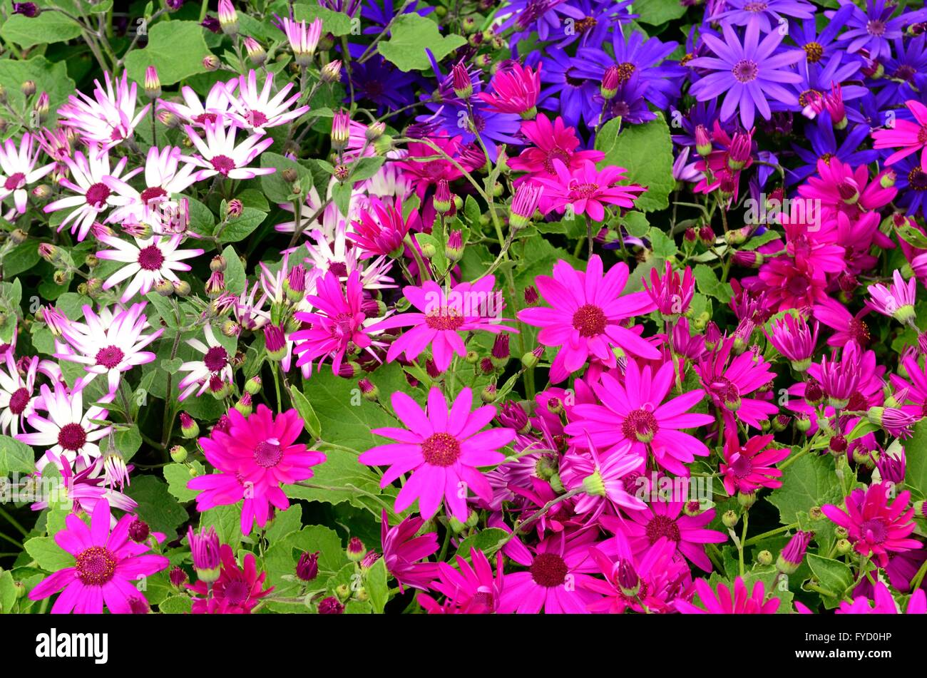 bright mixed coloured flowers Stock Photo Alamy