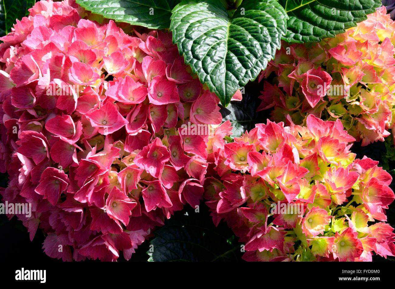 Close up of hydrangea pink mop head macrophyllia flowers and leaves