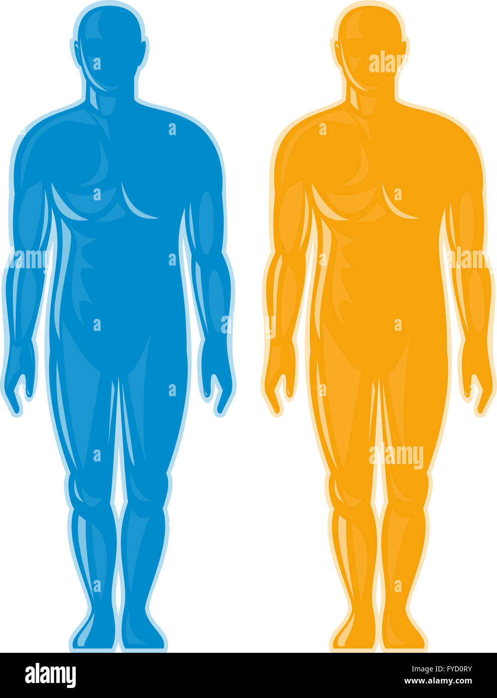 Human Body Anatomy Full Figure High Resolution Stock Photography and ...