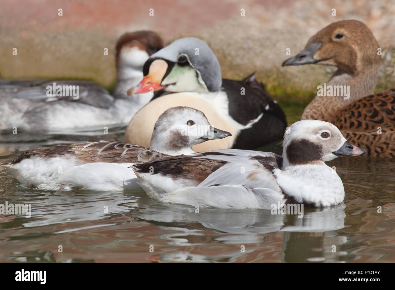 Diving and Sea Ducks. Front Long-tailed Duck (Clangula hyemalis) pair, centre and right King Eider (Somateria spectabilis)  pair Stock Photo