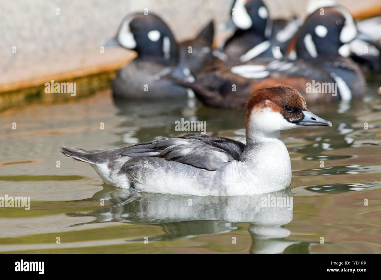 Smew (Mergus albellus). Specimen in an avicultural collection of waterfowl. Harlequin Ducks (Histrionicus histrionicus) behind. Stock Photo