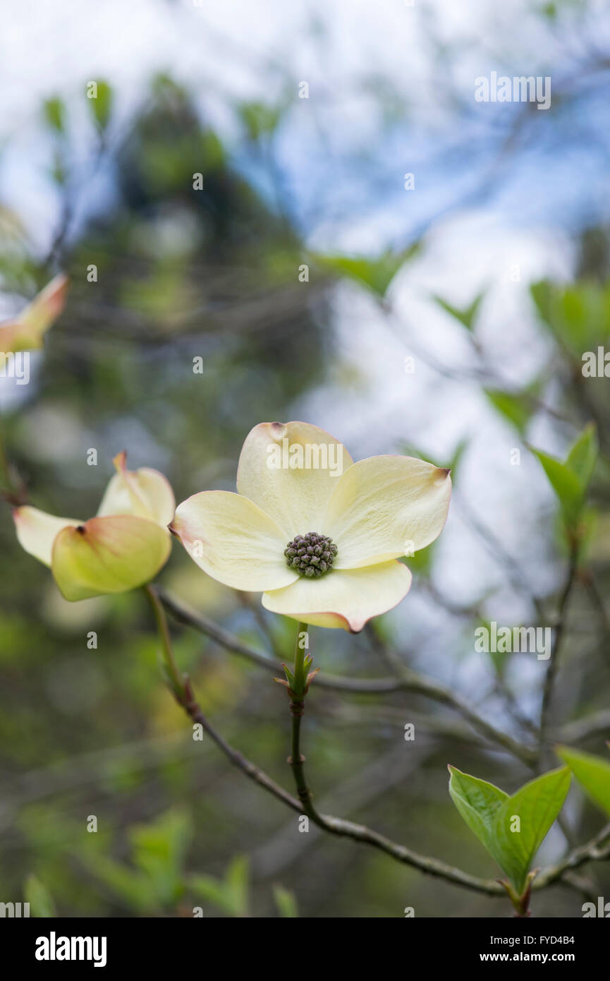 Cornus Ormonde. Ormonde Dogwood tree in flower Stock Photo