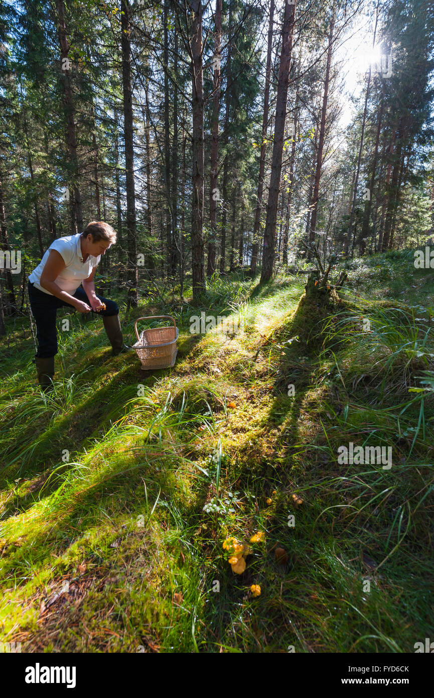 Woman picking mushrooms, Varmland, Sweden Stock Photo