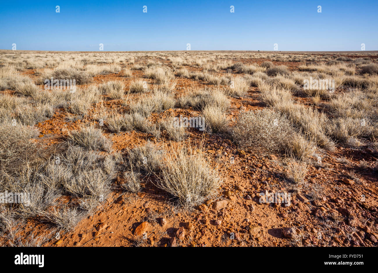 gibber plain with tough grasses on Hamilton Station, Oodnadatta-Eringa Road, South Australia Stock Photo