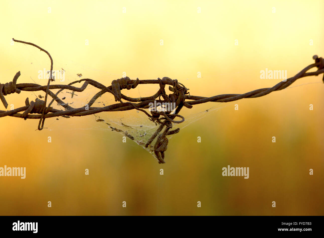 barbed wire fencing Stock Photo Alamy