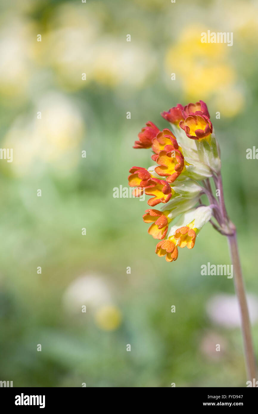 Red Cowslips growing in an English garden. Stock Photo