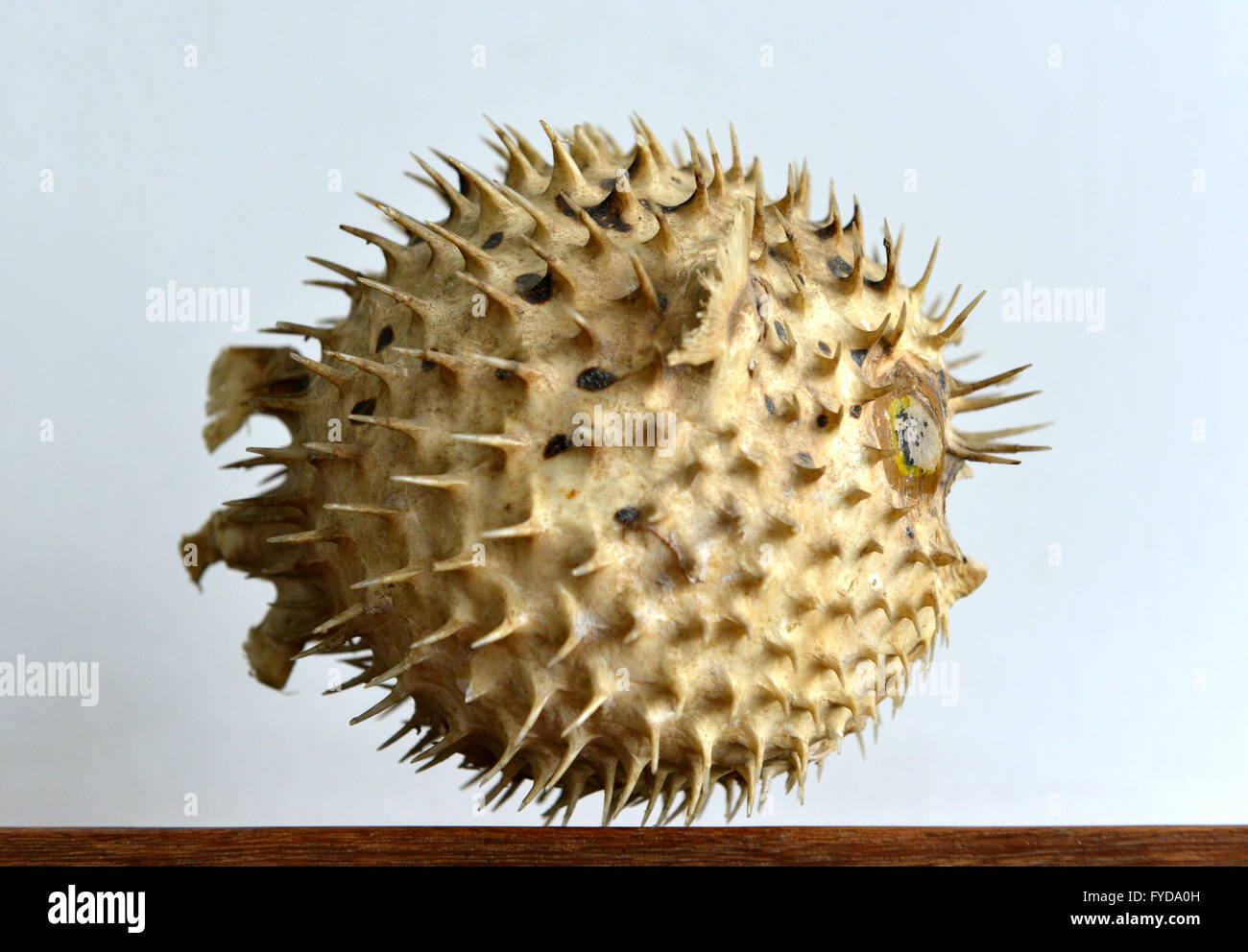 Dried and preserved antique puffer fish (tetraodontidae) specimen. Stock Photo