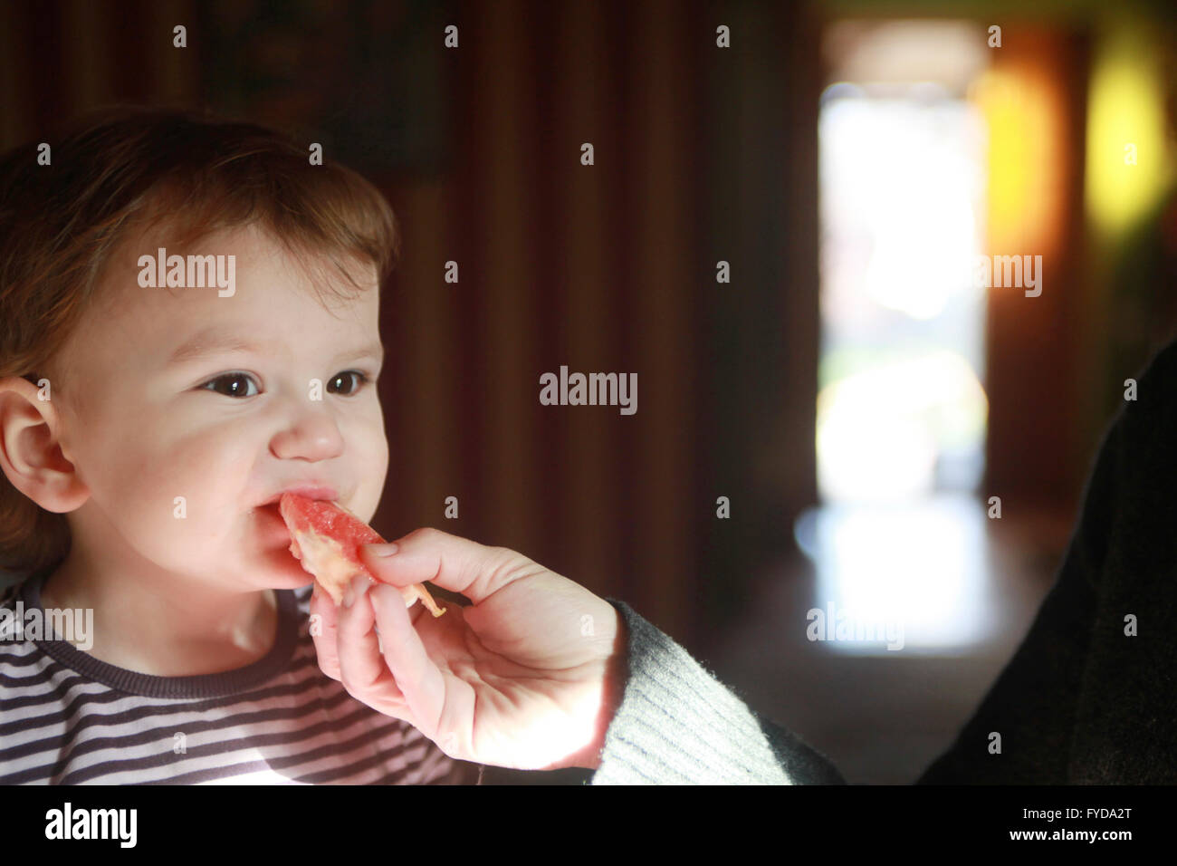 a 15 months old child eats a piece of grapefruit  fed by a woman Stock Photo