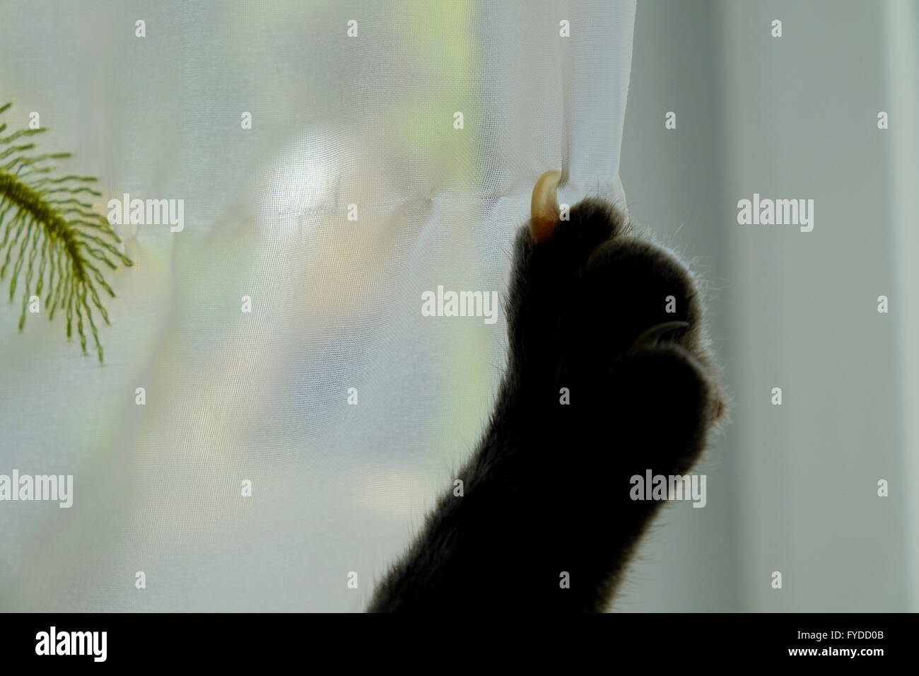 Claw scratch hires stock photography and images Alamy