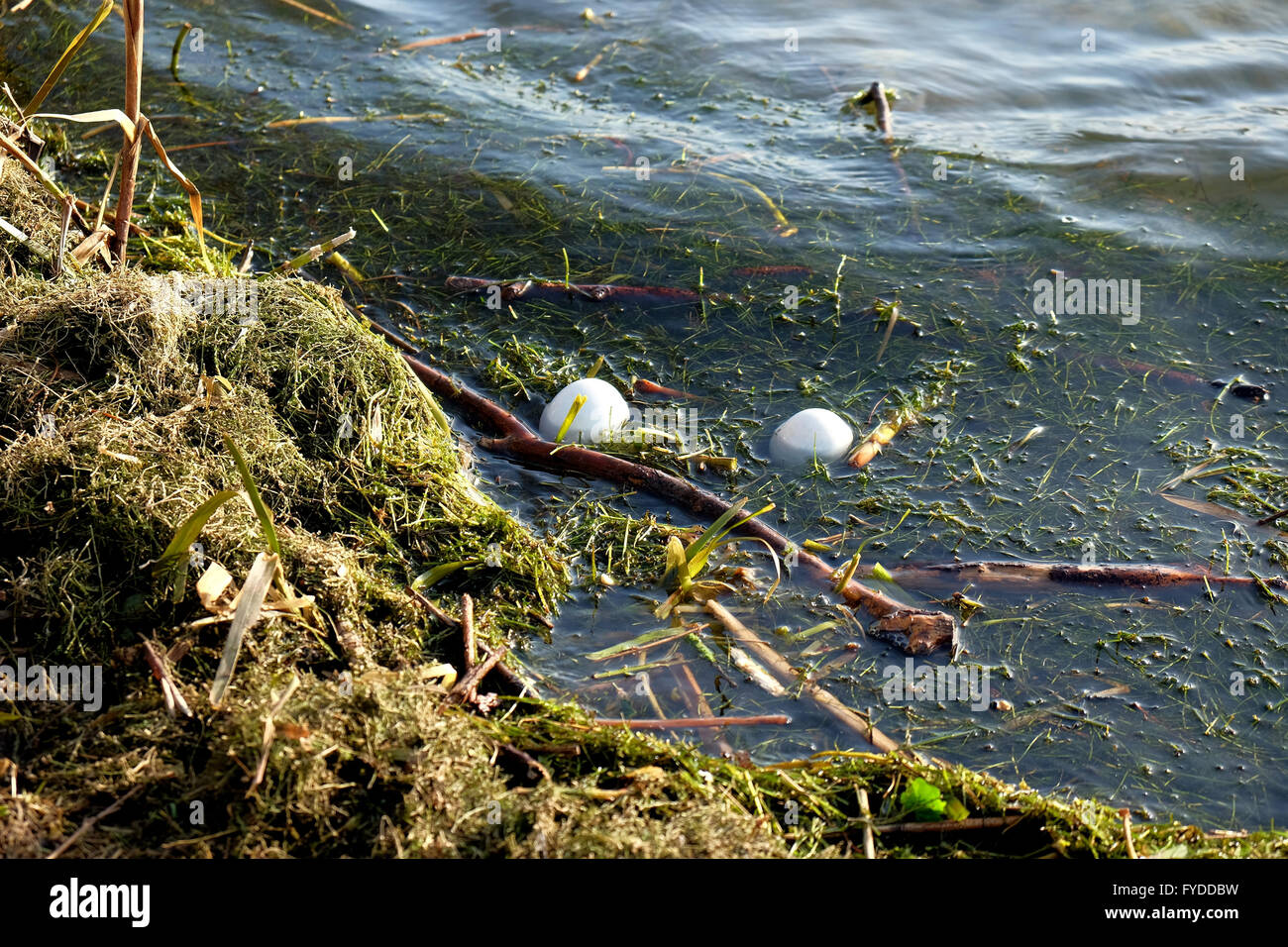 swan eggs floating in water after flood water overwhelms nest Stock