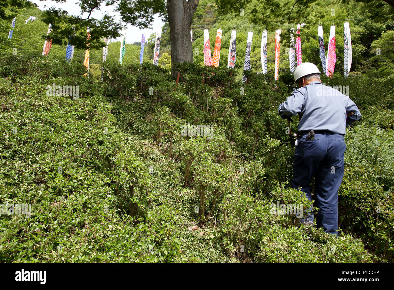 Japanese professional gardener pruning a shrub tree with shears Stock Photo