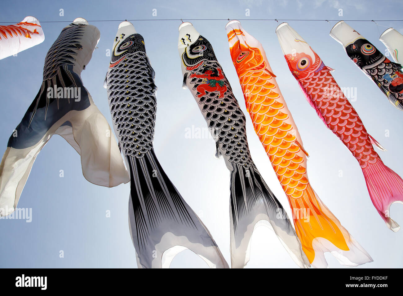 Japanese carp kite streamer, decoration koinobori on the Children's Day