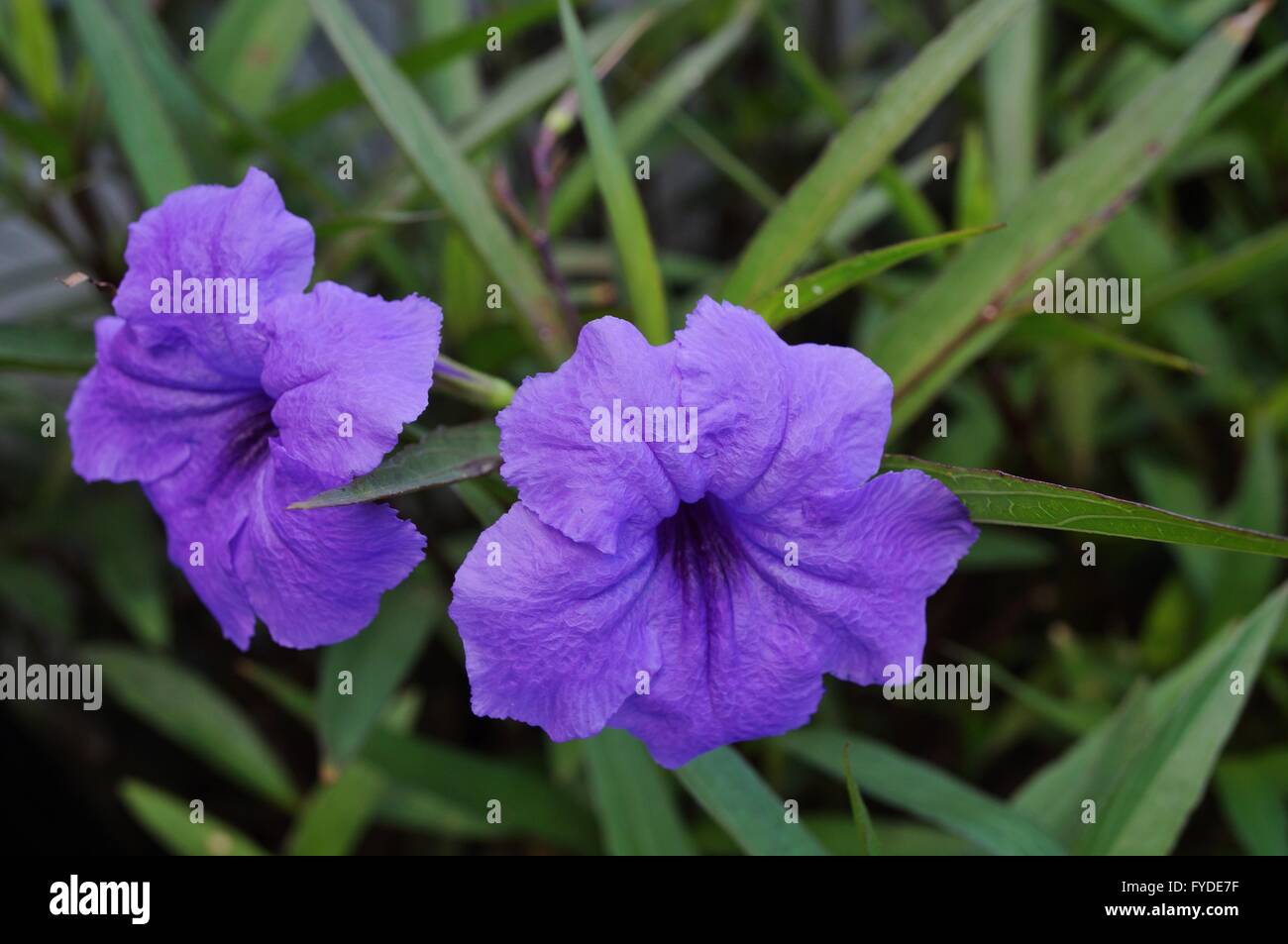 Purple tropical flowers of Ruellia Simplex (Mexican bluebell or petunia) Stock Photo