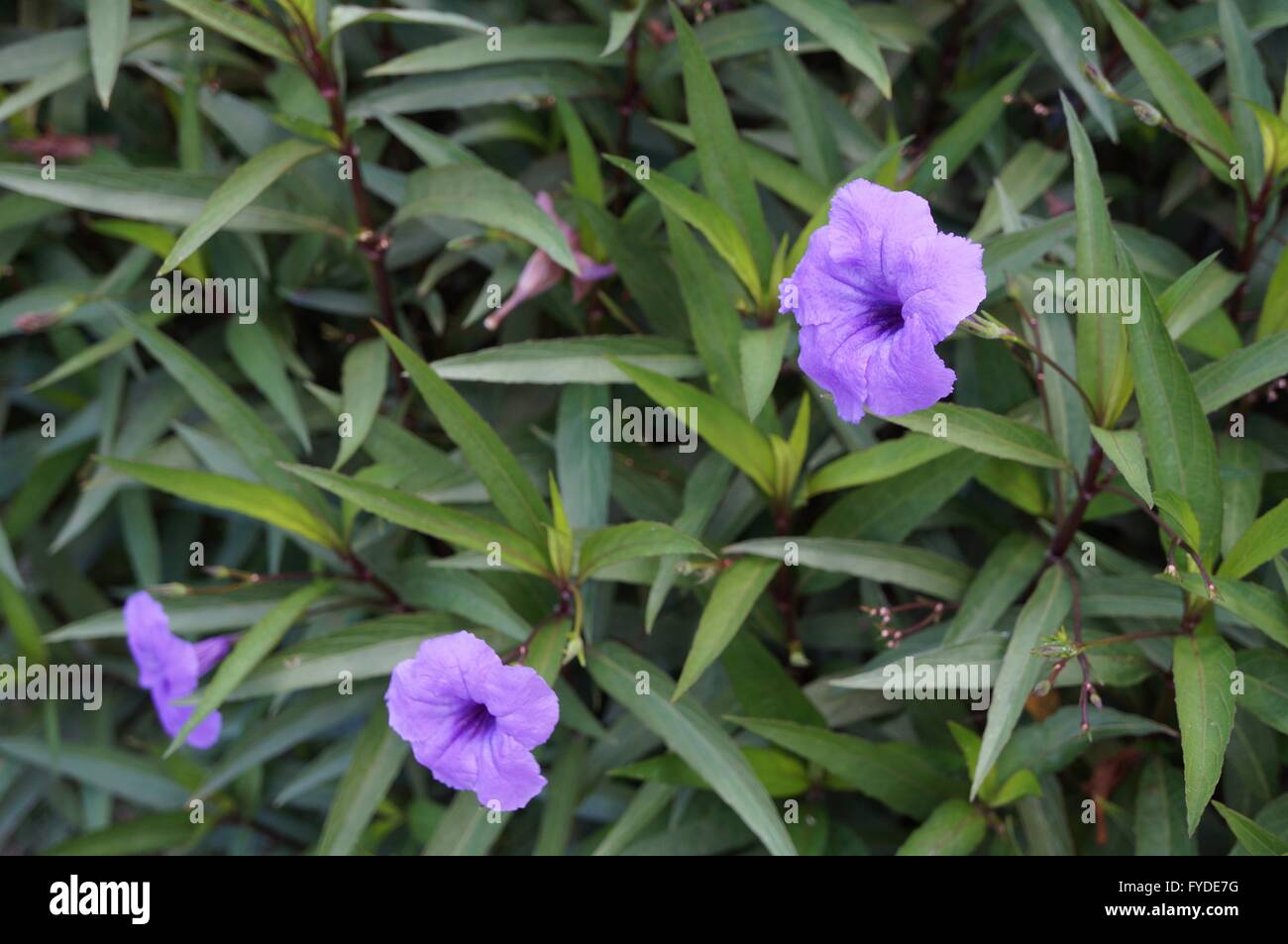 Purple tropical flowers of Ruellia Simplex (Mexican bluebell or petunia) Stock Photo