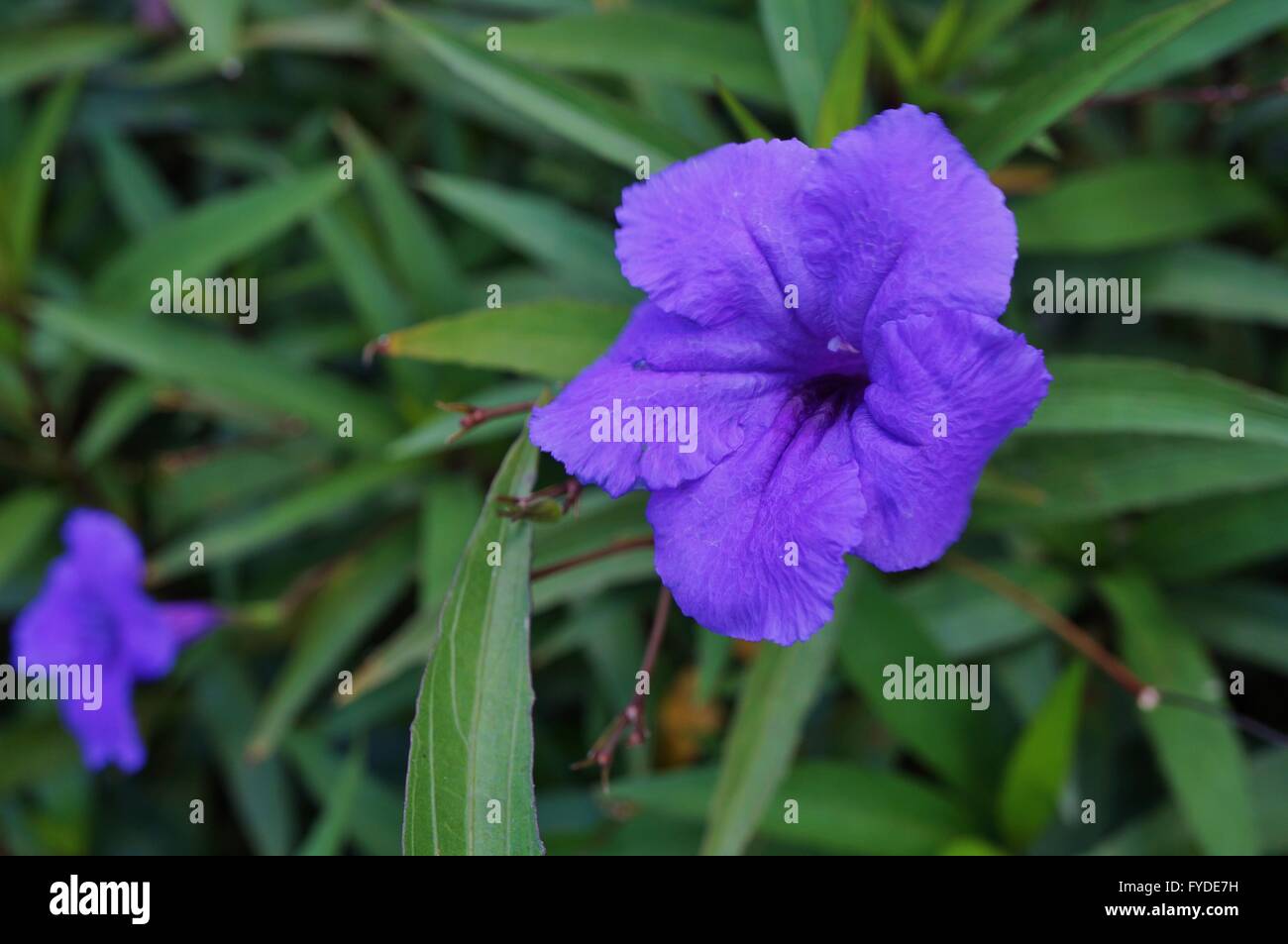 Purple tropical flowers of Ruellia Simplex (Mexican bluebell or petunia) Stock Photo