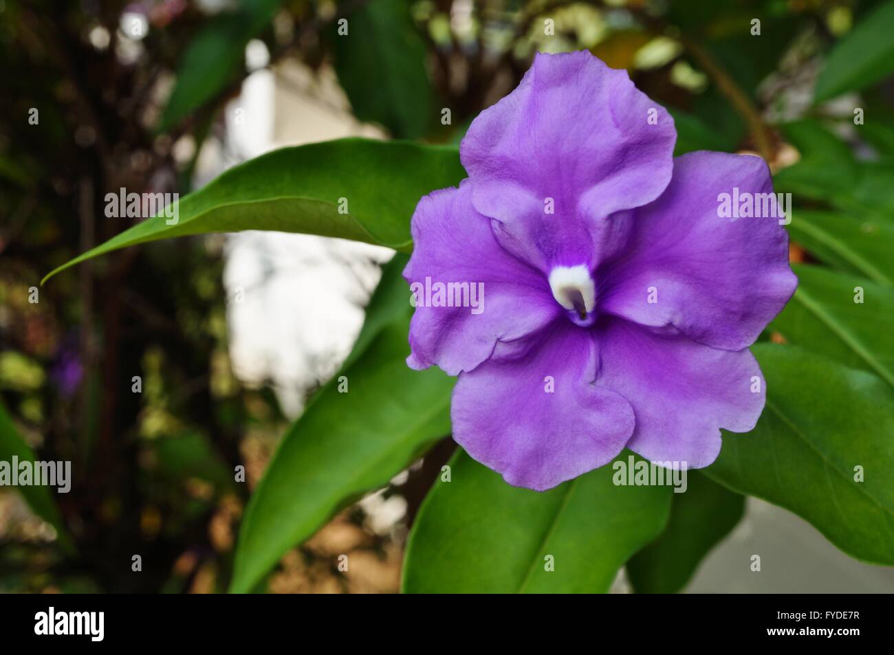 Yesterday-today-and-tomorrow purple tropical flower (brunfelsia grandiflora) Stock Photo