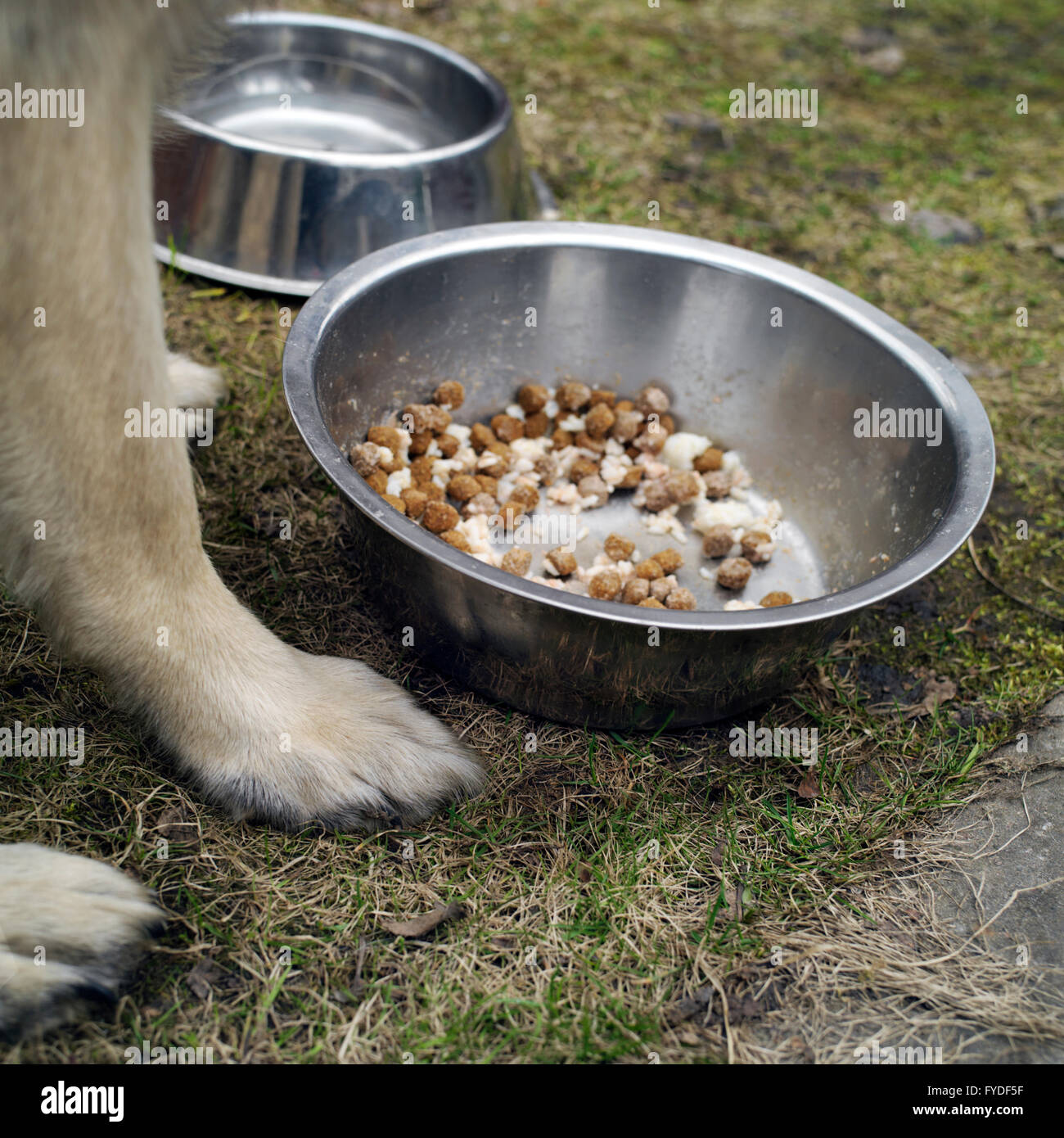 Dog Near A Food Bowl Stock Photo Alamy