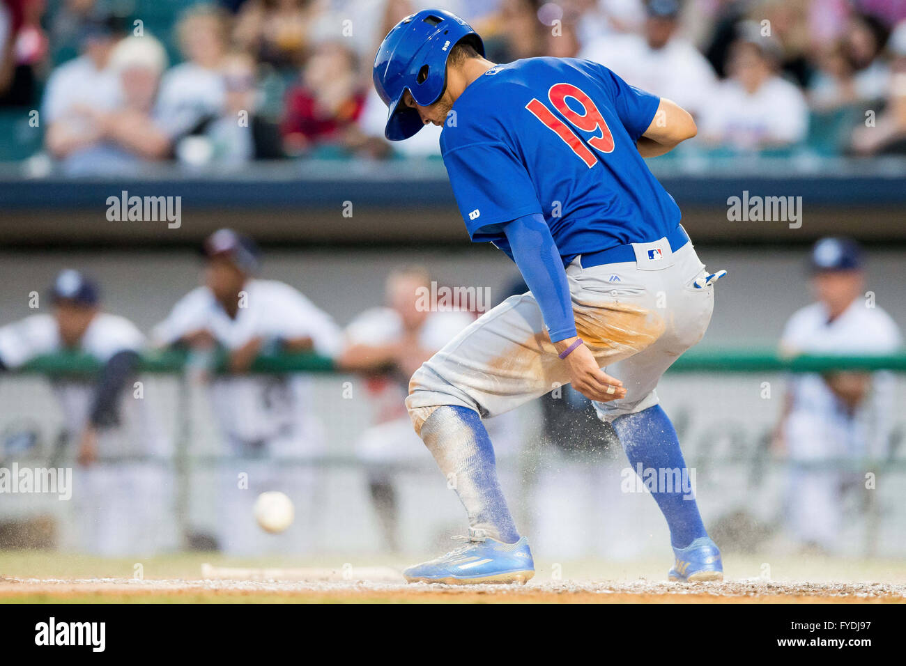 Iowa cubs hi-res stock photography and images - Alamy