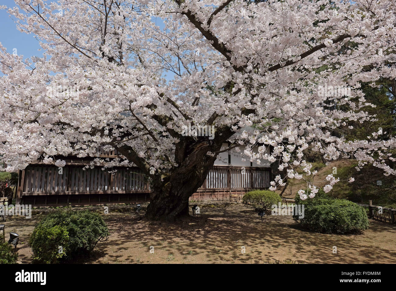 The Oldest Somei Yoshino Cherry Tree Which Was Planted In 1882 Is Seen At Hirosaki Park In Hirosaki Aomori Prefecture Japan April 25 2016 Hirosaki Park With Over 2600 Cherry Trees Is