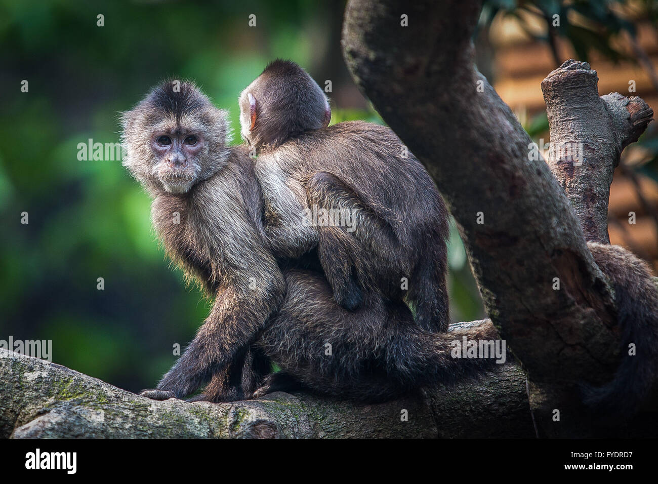 Guangzhou, China's Guangdong Province. 26th Apr, 2016. Two cebus albifrons monkeys are seen at the Chimelong Safari Park in Guangzhou, capital city of south China's Guangdong Province, April 26, 2016. Four types of primates including cebus albifrons, alouatta carayas, chiropotes satanas and squirrel monkeys from South America made their public appearance there. Credit:  Liu Dawei/Xinhua/Alamy Live News Stock Photo