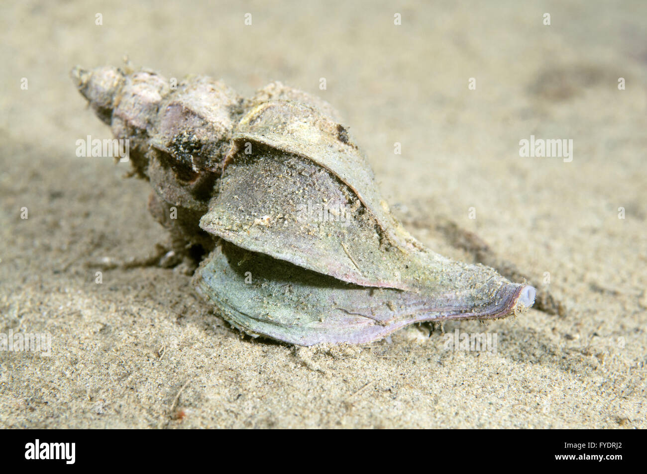June 19, 2014 - mollusk Candelabrum Trophon (Boreotrophon candelabrum) Far East, Sea of Japan, Russia (Credit Image: © Andrey Nekrasov/ZUMA Wire/ZUMAPRESS.com) Stock Photo