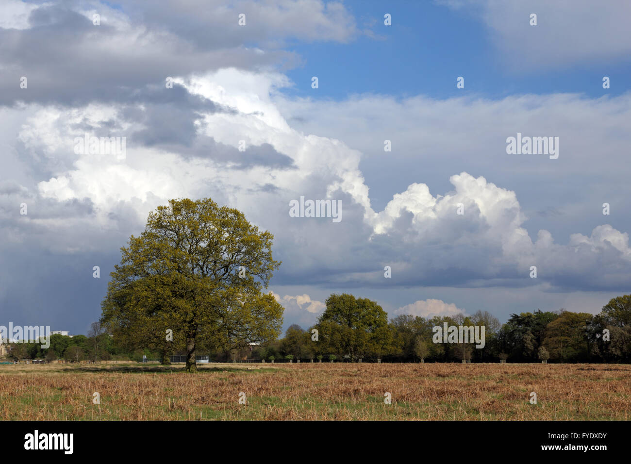 Bushy Park, London, UK. 26th April 2016. UK Weather: Huge cumulonimbus clouds pass over Bushy Park, on an afternoon of sunshine and showers in SW London. Credit:  Julia Gavin UK/Alamy Live News Stock Photo
