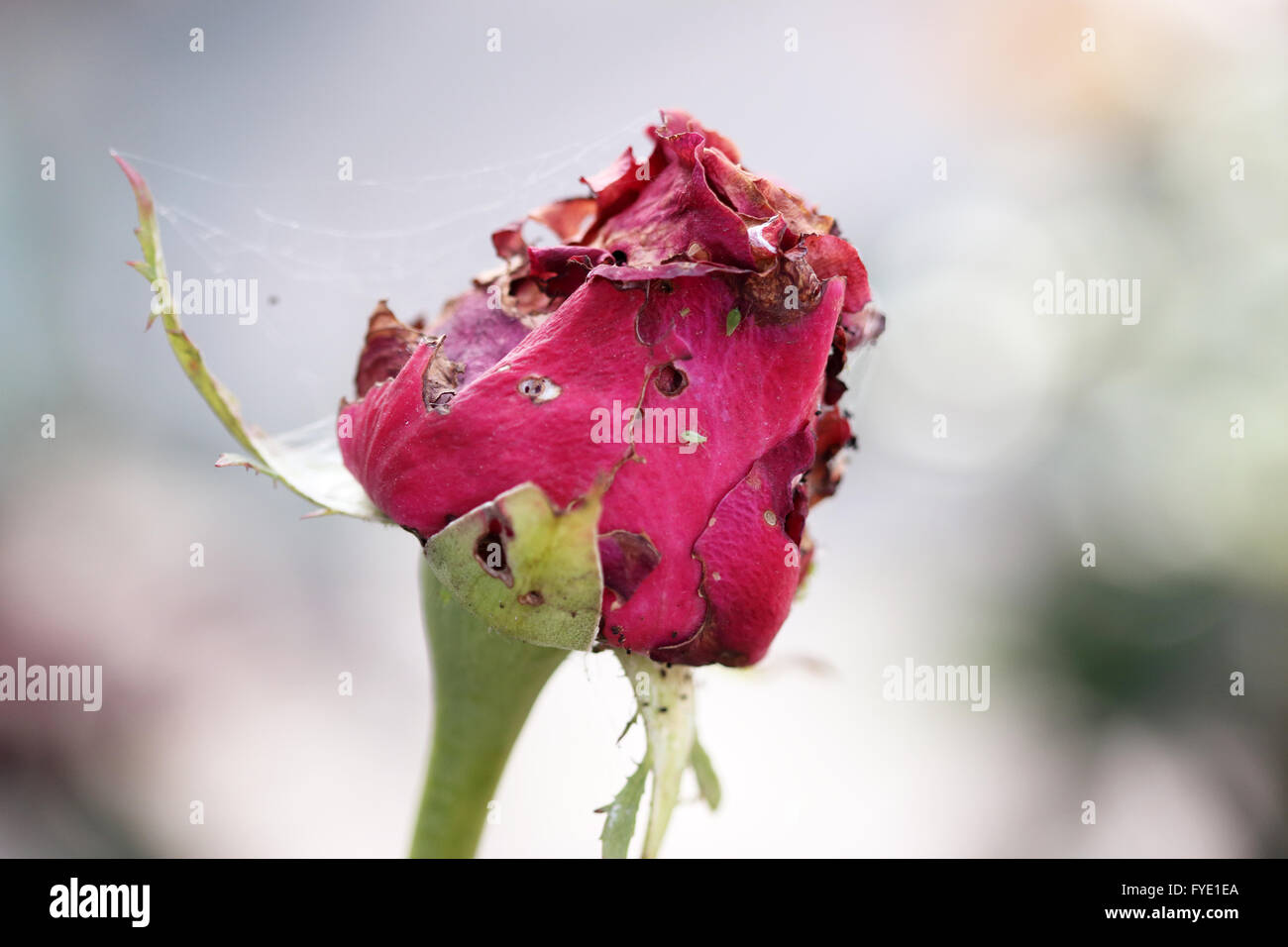 Close up shot of red rosebud  affected by pests Stock Photo