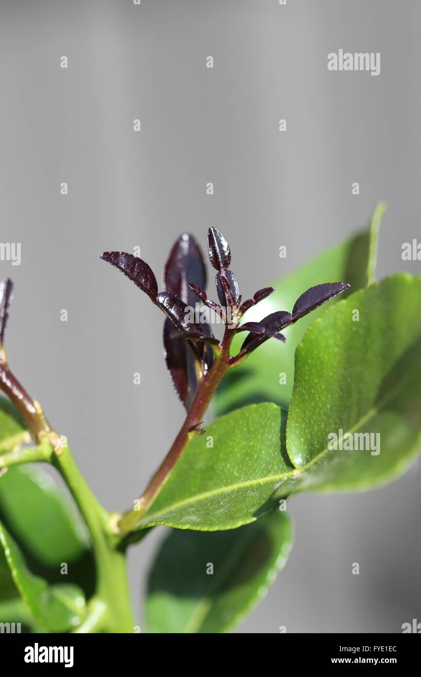 Kaffir limes hi-res stock photography and images - Alamy