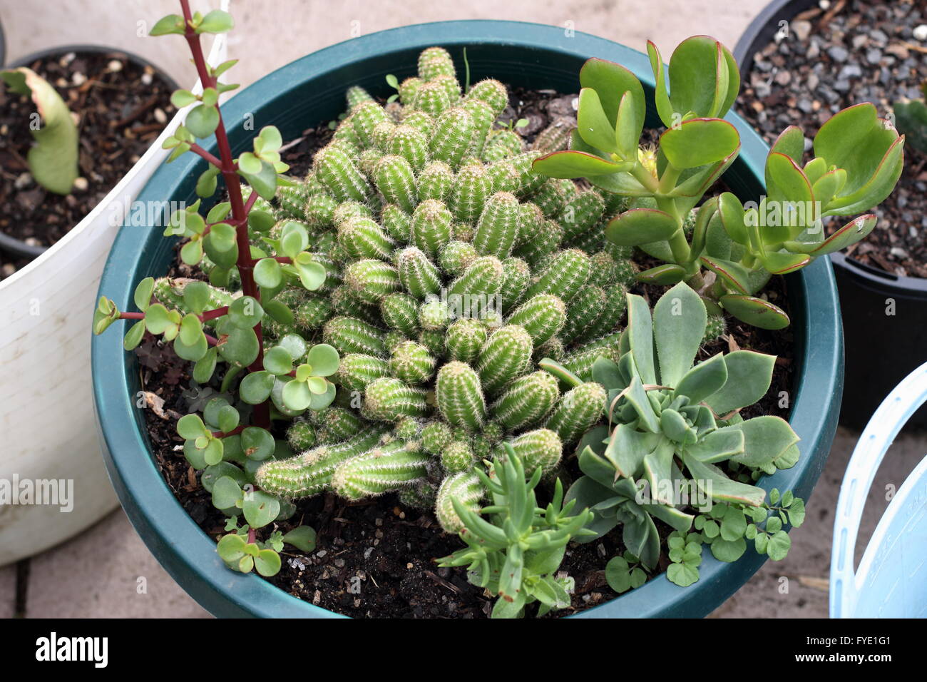 Varieties of cactus and succulents in a pot - Echinopsis chamaecereus, Jade plant, money plant and Echeveria Stock Photo