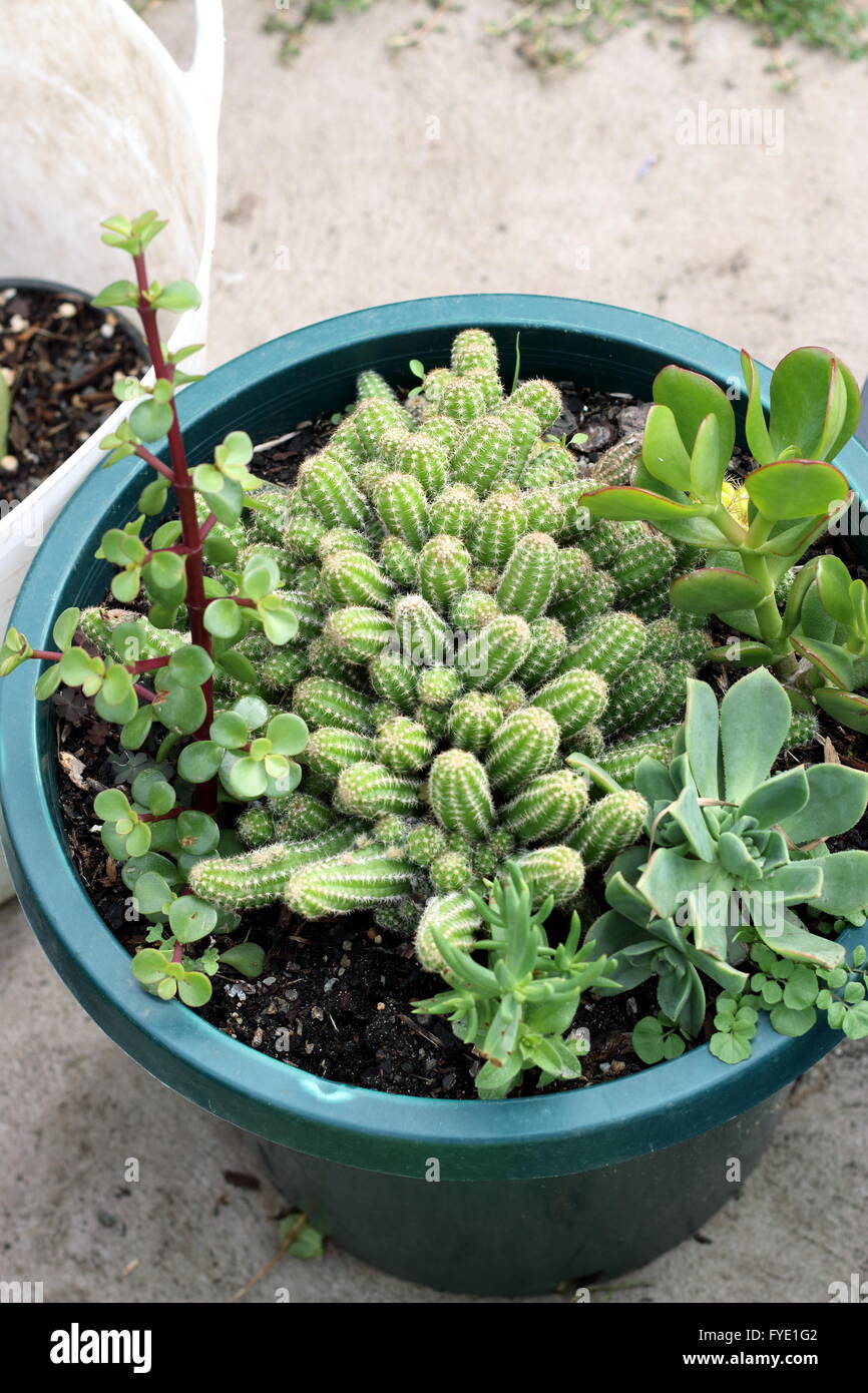 Varieties of cactus and succulents in a pot - Echinopsis chamaecereus, Jade plant, money plant and Echeveria Stock Photo