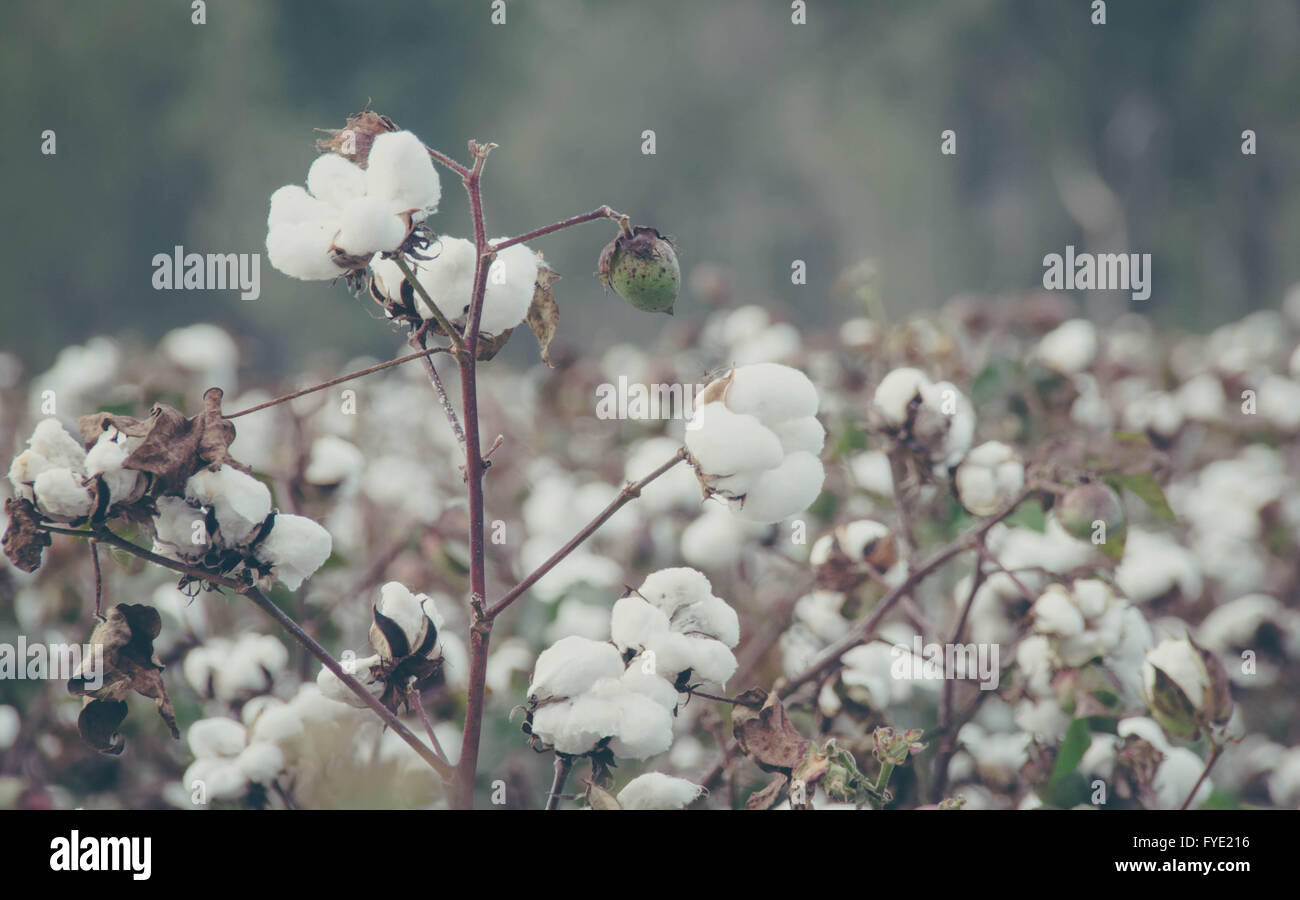 Cotton field Stock Photo