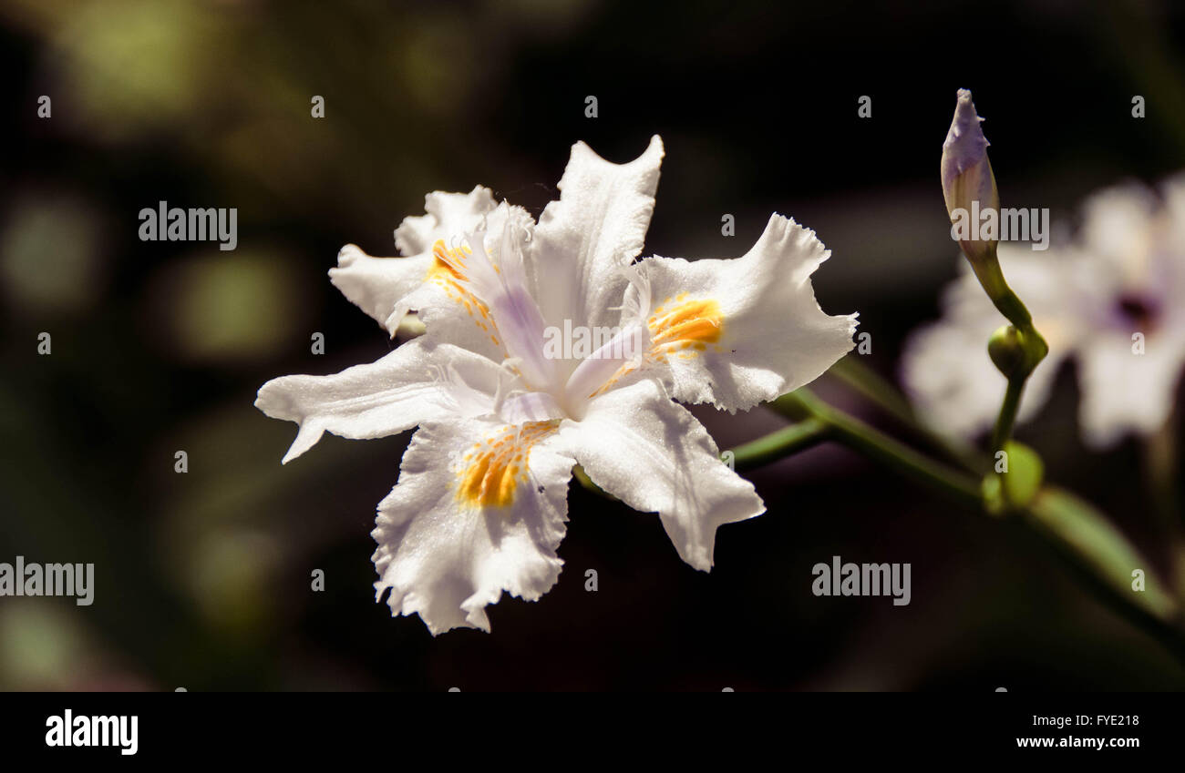 White Iris flower Stock Photo