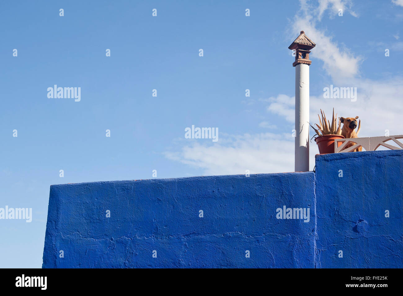 Blue facade with a dog at the terrace outdoors Stock Photo