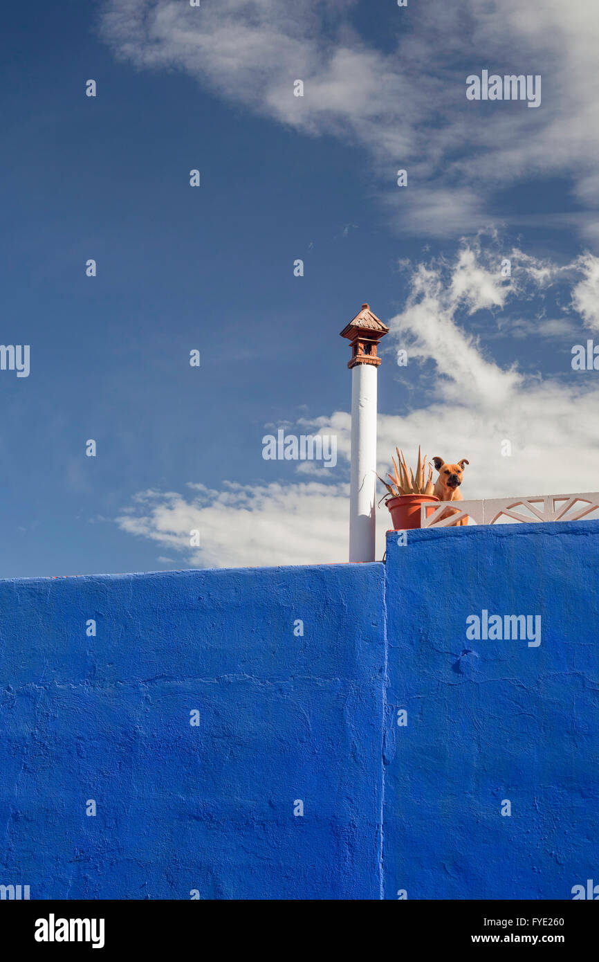 Blue facade with a  guardian dog at the terrace Stock Photo