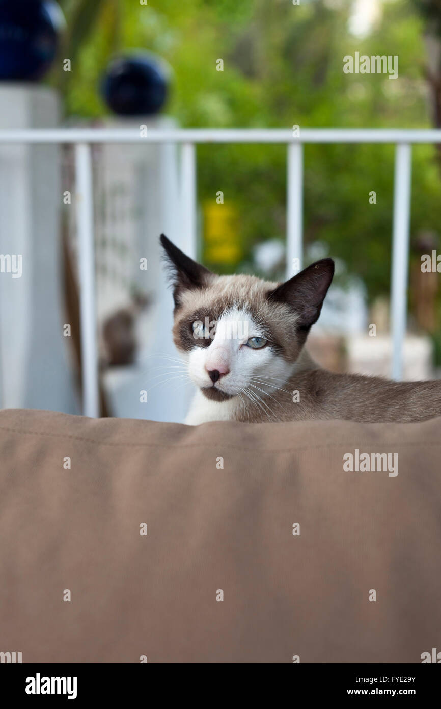 Cat in the garden sitting on a couch looking at the camera Stock Photo ...